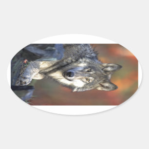 Beautiful Wolf Oval Sticker