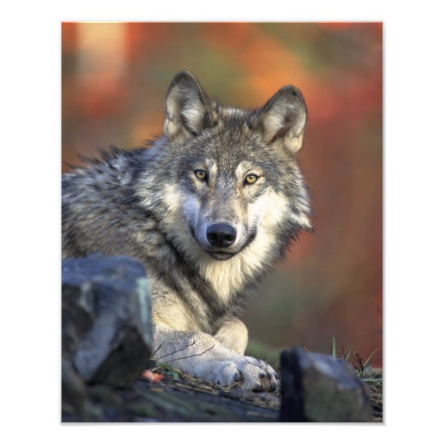 Beautiful Wolf Photo Print (Front)