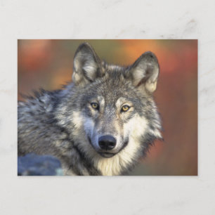 Beautiful Wolf Postcard