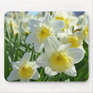 Beautiful yellow and white daffodils garden mouse mat