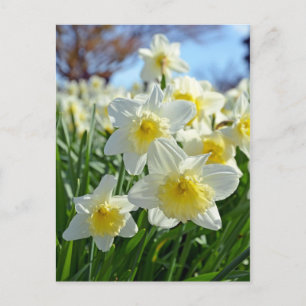 Beautiful yellow and white daffodils garden postcard