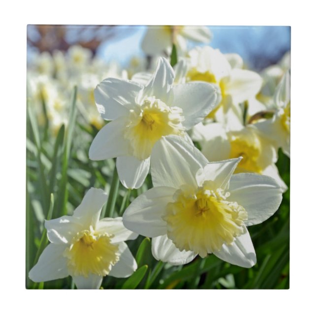 Beautiful yellow and white daffodils garden tile (Front)