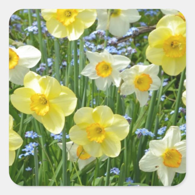 Beautiful yellow daffodil garden square sticker (Front)