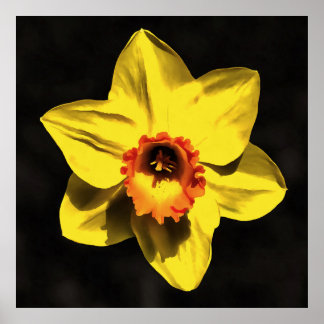 Beautiful Yellow Daffodil Spring Flower On Grey Poster