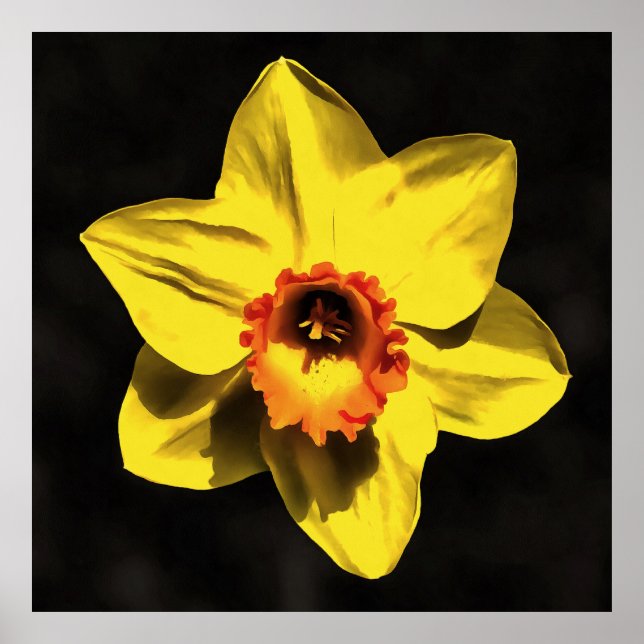 Beautiful Yellow Daffodil Spring Flower On Grey Poster (Front)