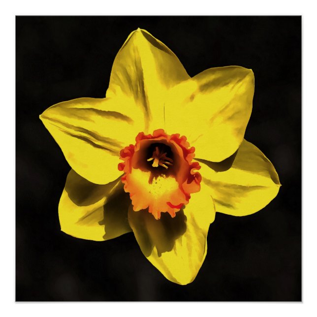 Beautiful Yellow Daffodil Spring Flower On Grey Poster (Front)