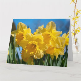 Beautiful Yellow Daffodils Card