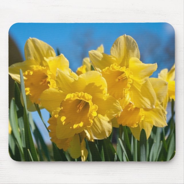 Beautiful Yellow Daffodils Mouse Mat (Front)