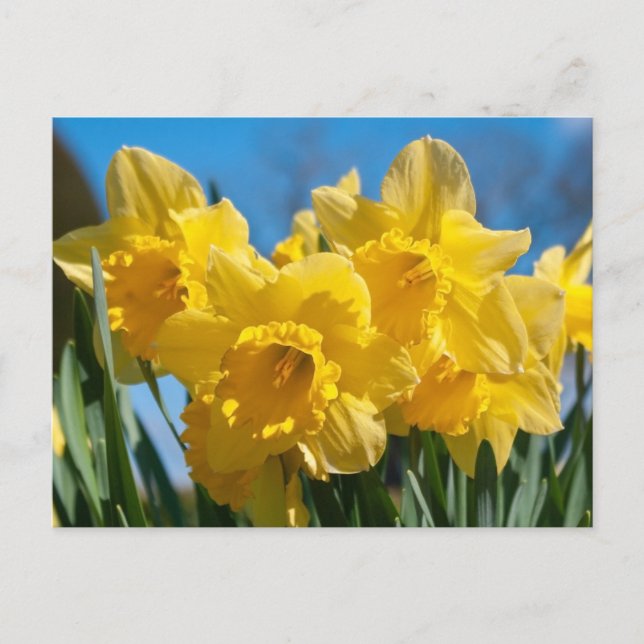 Beautiful Yellow Daffodils Postcard (Front)