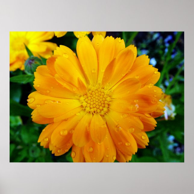 beautiful yellow daisy flower poster (Front)
