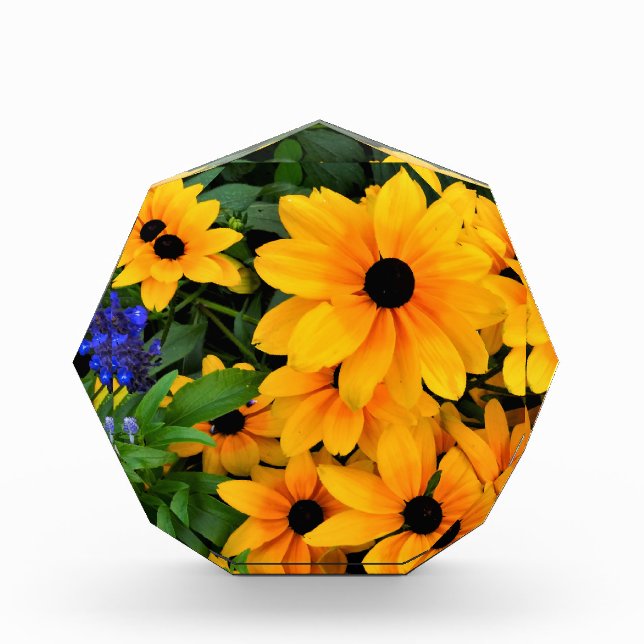 Beautiful Yellow Daisy Photo (Front)