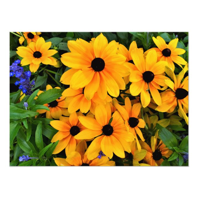 Beautiful Yellow Daisy Photo Print (Front)