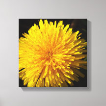 Beautiful Yellow Dandelion