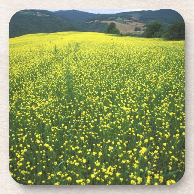 Beautiful yellow flower covered fields of San Coaster (Front)