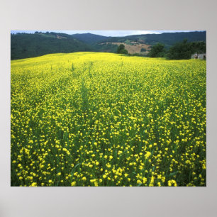 Beautiful yellow flower covered fields of San Poster