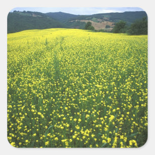 Beautiful yellow flower covered fields of San Square Sticker