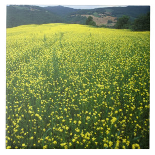 Beautiful yellow flower covered fields of San Tile