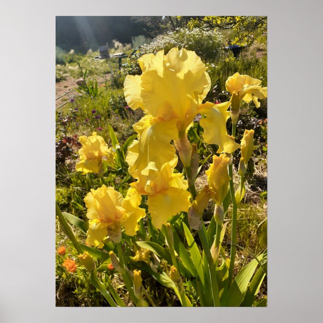 Beautiful Yellow Iris Flower Garden Poster (Front)