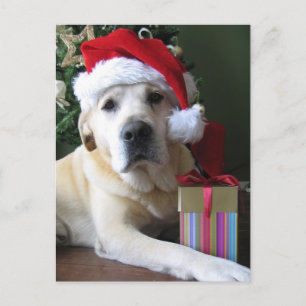 Beautiful Yellow Labrador Santa Holiday Postcard