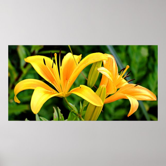 Beautiful Yellow Lily Poster (Front)