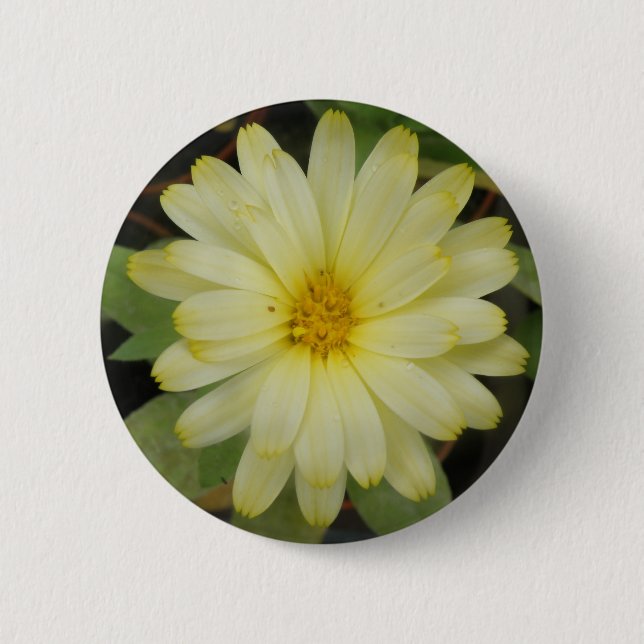 Beautiful Yellow Marigold Button (Front)