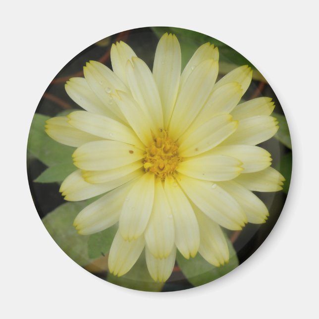 Beautiful Yellow Marigold Magnet (Front)