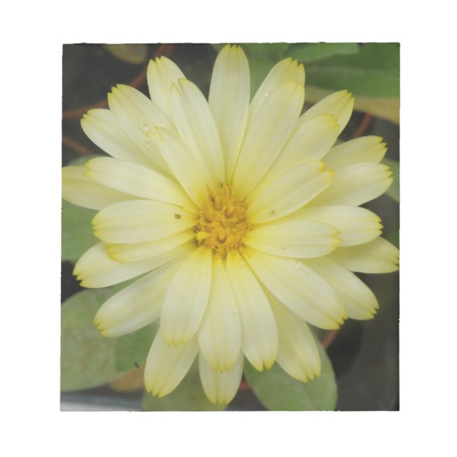 Beautiful Yellow Marigold Notepad (Front)