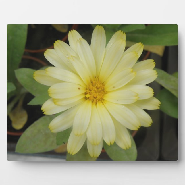 Beautiful Yellow Marigold Plaque (Front)