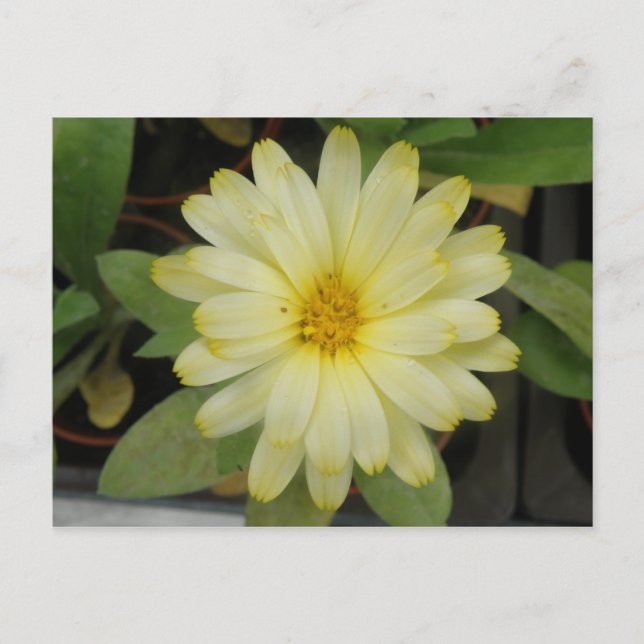 Beautiful Yellow Marigold Postcard (Front)
