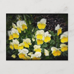 Beautiful Yellow Pansies Postcard