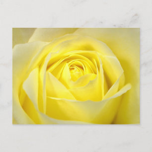 Beautiful Yellow Rose Bridal Shower Invitation Postcard