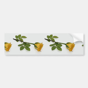 Beautiful Yellow rose Bumper Sticker