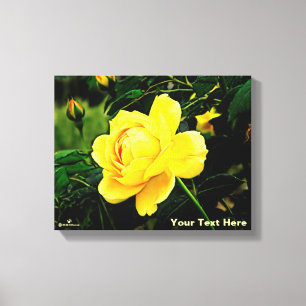 Beautiful Yellow Rose Canvas Print