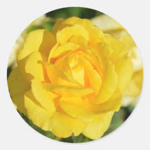 Beautiful yellow rose classic round sticker