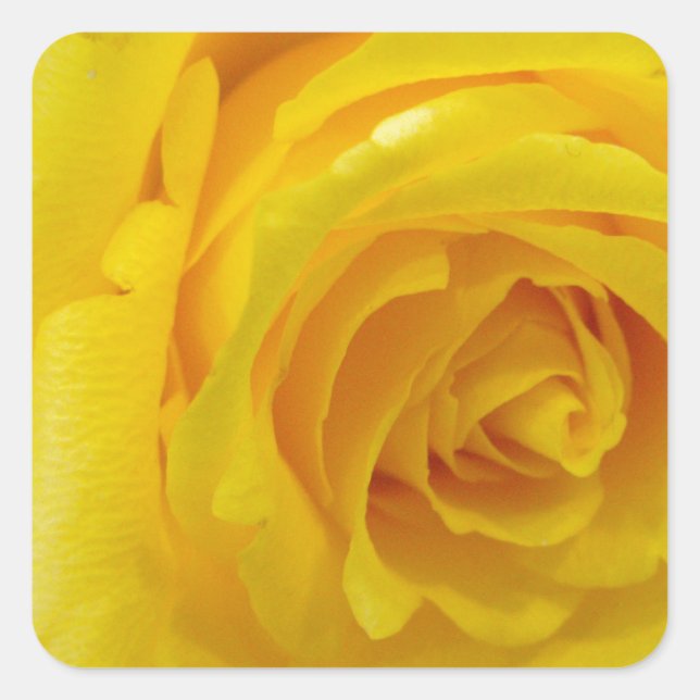 beautiful yellow rose flower photography square sticker (Front)