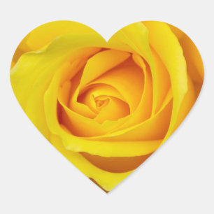Beautiful Yellow Rose Heart Sticker