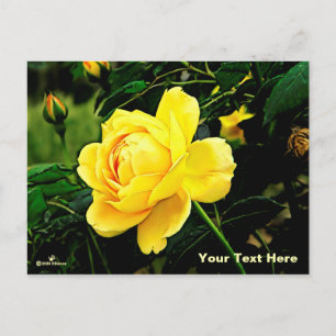 Beautiful Yellow Rose Holiday Postcard