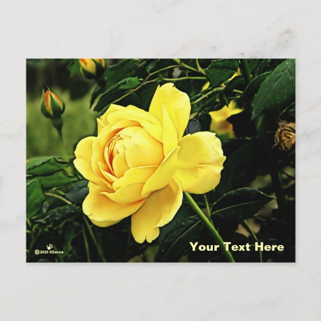 Beautiful Yellow Rose Holiday Postcard (Front)