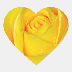 Beautiful yellow rose petals heart sticker