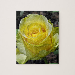 Beautiful yellow rose puzzle