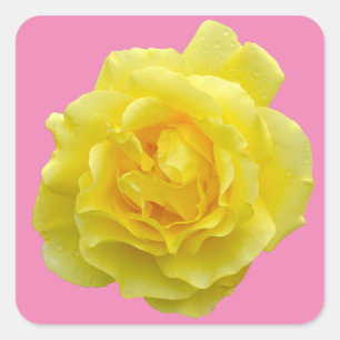Beautiful yellow rose square sticker