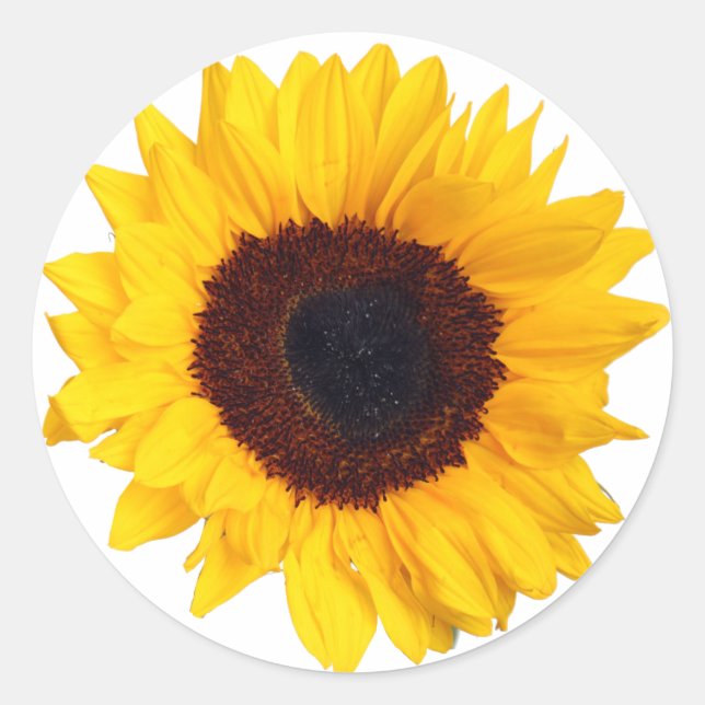 Beautiful Yellow Sunflower on White Sticker (Front)