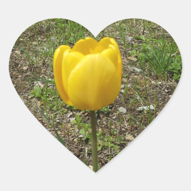 Beautiful Yellow Tulip Heart Sticker (Front)