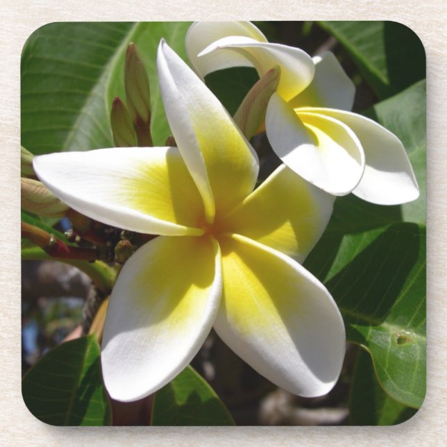 Beautiful yellow-white Plumeria flower Coaster (Front)