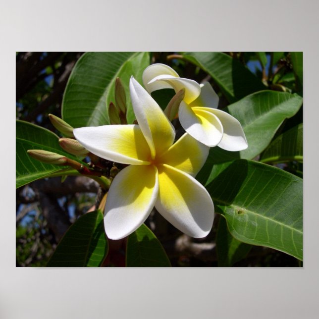 Beautiful yellow-white Plumeria flower Poster (Front)