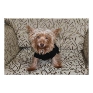 Beautiful Yorkshire Terrier Photo Print