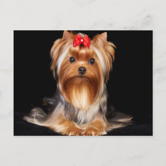 Beautiful Yorkshire Terrier Postcard