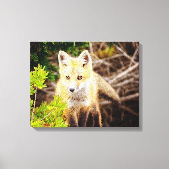 Beautiful Young Fox Kit Canvas Print (Front)