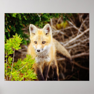 Beautiful Young Fox Kit Poster