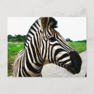 Beautiful Zebra Photograph Postcard